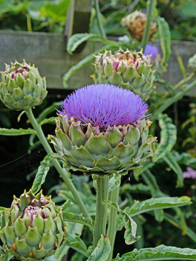 洋蓟属植物(Cynara scolymus)