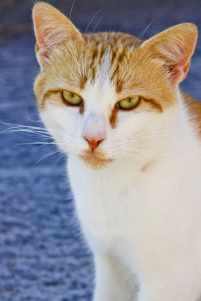 只流浪猫