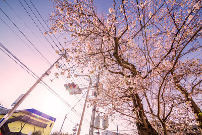 樱花