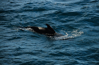 Long-finned Pilot Whales