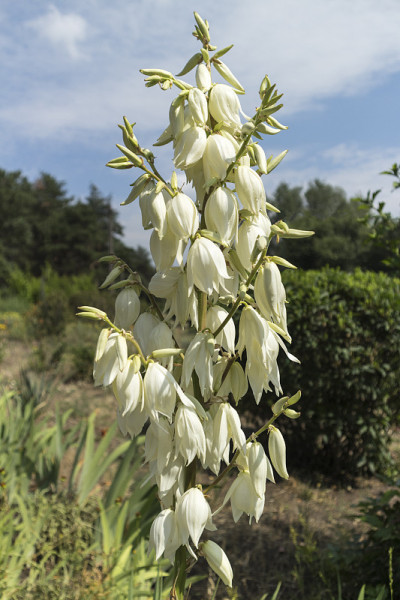 丝兰在夏日开白花。