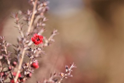 Leptospermum scoparium