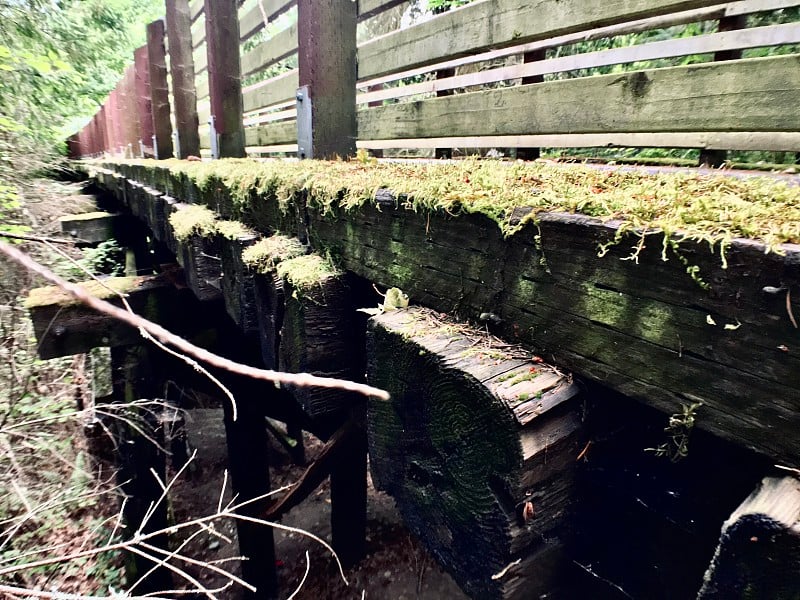 绿色苔藓在杂酚油交叉领带