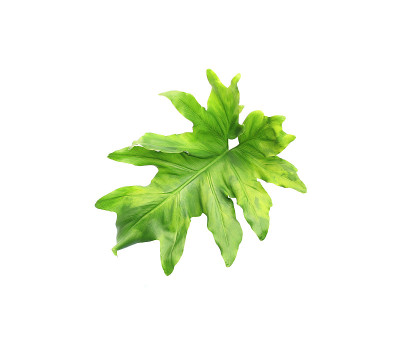 热带怪物棕榈叶树的背景