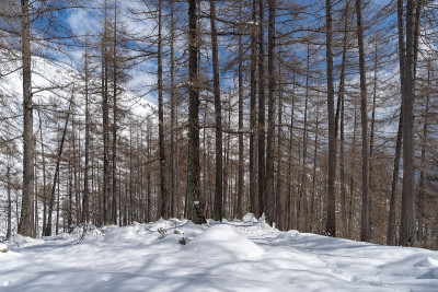 冬季高山森林