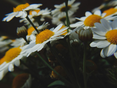 雏菊