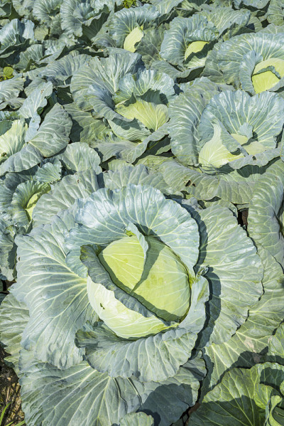 地里的卷心菜
