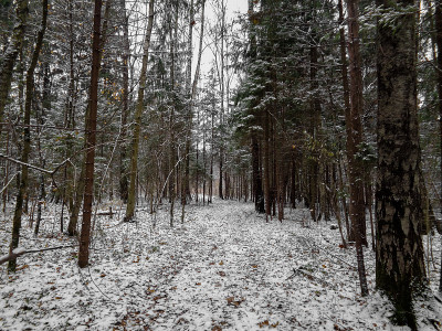 在路上。冬季西伯利亚白雪皑皑的森林黄昏时，天气多云，初冬
