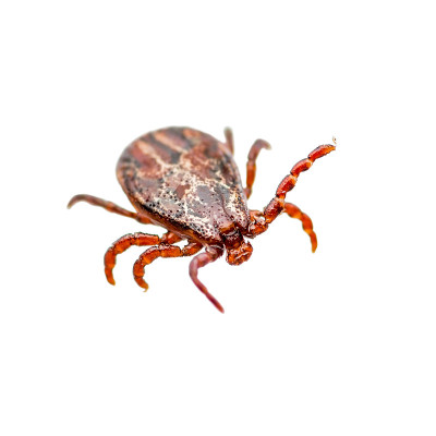 脑炎病毒或莱姆病感染蜱、蜘蛛形害虫在白色背景上爬行分离