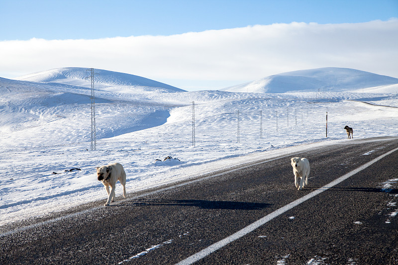 卡尔斯市，牧羊犬在积雪的道路上