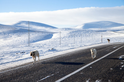 卡尔斯市，牧羊犬在积雪的道路上