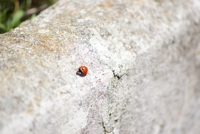 Coccinelle