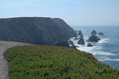 Bodega Head Horizons和地被植物