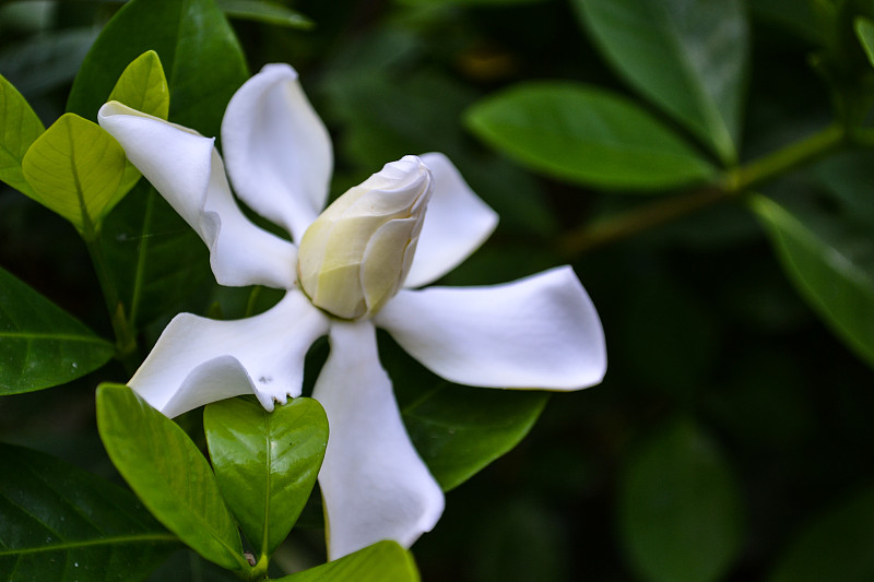 栀子花奥古斯塔