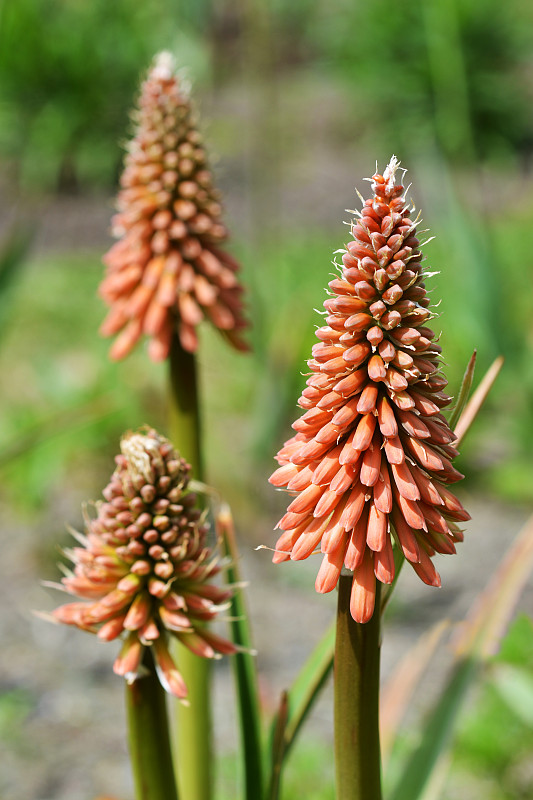 鲜花Kniphofia