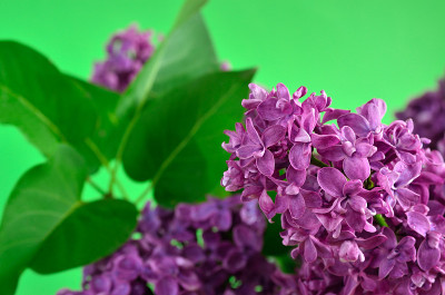 幼枝上，丁香花近了