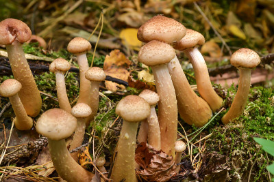 森林里的蘑菇长在一棵倒下的老树上