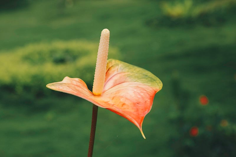 红掌花(尾花，火烈鸟花，蕾丝叶)。热带的背景