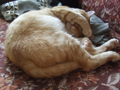 有趣的猫