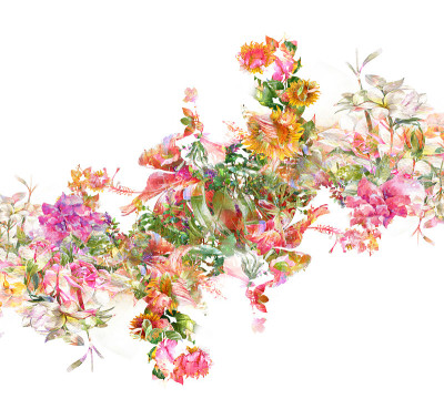 水彩画的叶子和花，在白色的背景