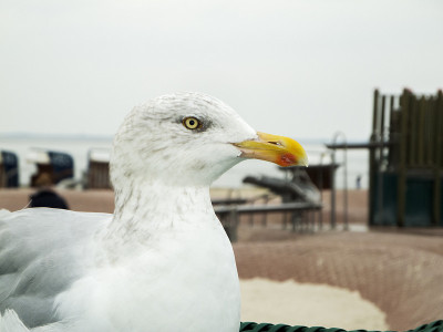 Larus argentatus右靠近silbermoewe