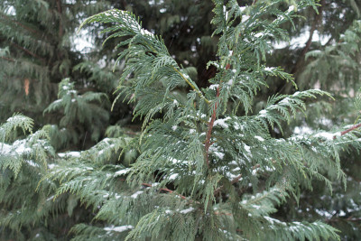 雪莲冬季的白霜状叶