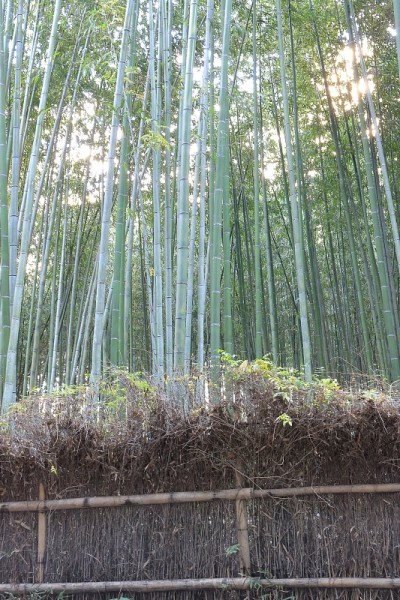 日本京都的竹林
