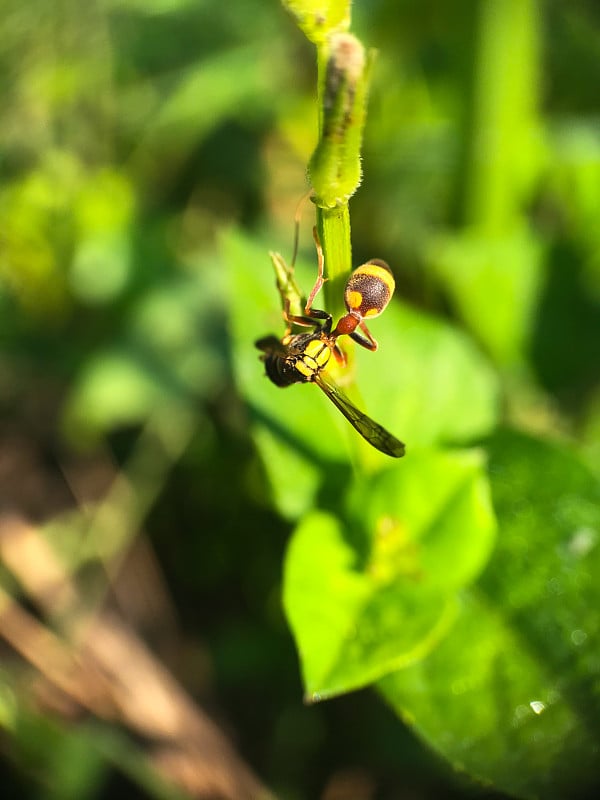 小蜜蜂