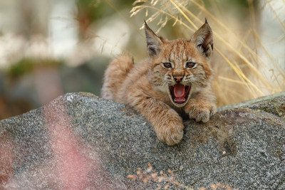 猞猁和幼崽