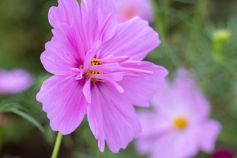 宇宙花，千叶县，日本