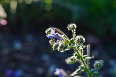 琉璃苣花