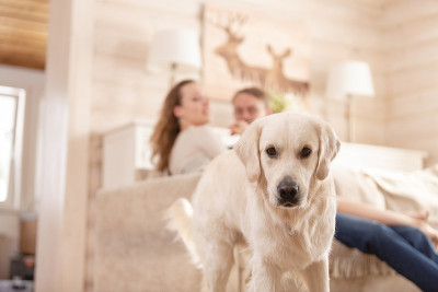 一对夫妇带着爱犬在乡村别墅的客厅里共度周末