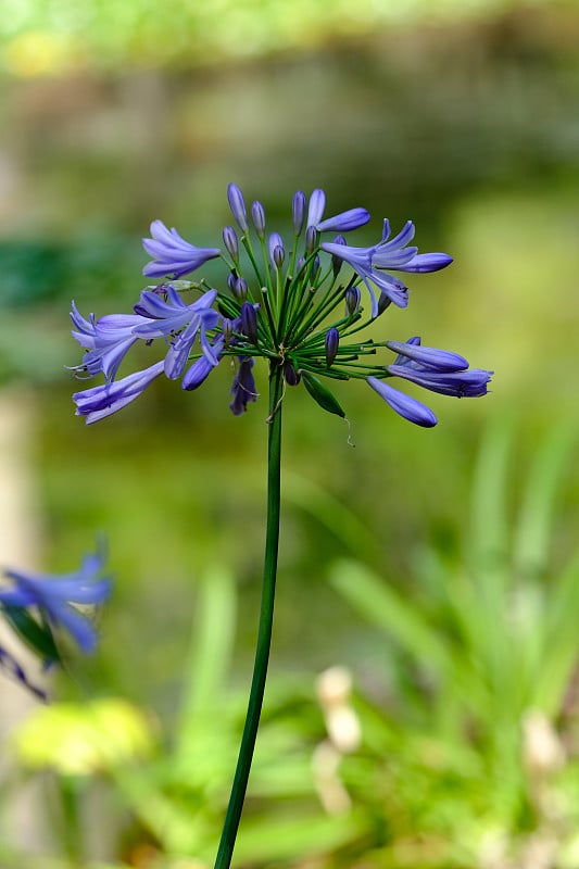 布里斯班、昆士兰和澳大利亚北部地区的花卉和植物