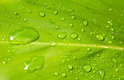 雨滴落在树叶上