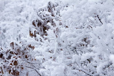 冬季草原被雪覆盖，其间有雾。树和草被霜覆盖