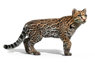 豹猫的猫