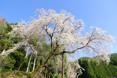 阿川康农哭泣樱桃