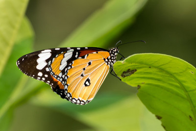 斑虎蝶(Danaus chrysippus)