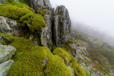 黑暗的雾景观与山的岩石和绿色植物装饰在前景。