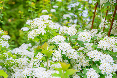 春天盛开的鲜花。海百合(Lobularia maritima)是一种低矮的开花植物。