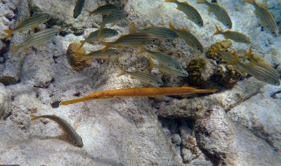 Trumpetfish