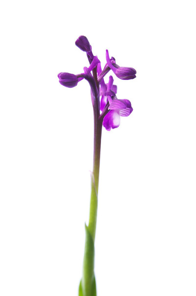 绿翼兰花-兰花
