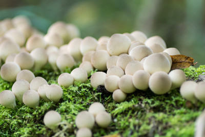 蘑菇泡球在绿色苔藓上。有选择性的重点。