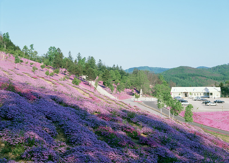 莫斯