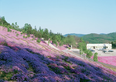 莫斯