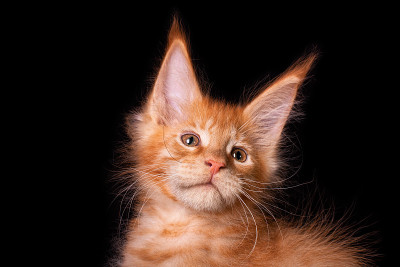 可爱可爱的缅因猫在黑色的背景。