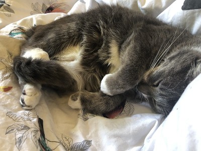 猫睡觉