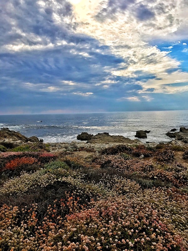 沿海野花