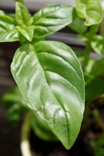 种植罗勒