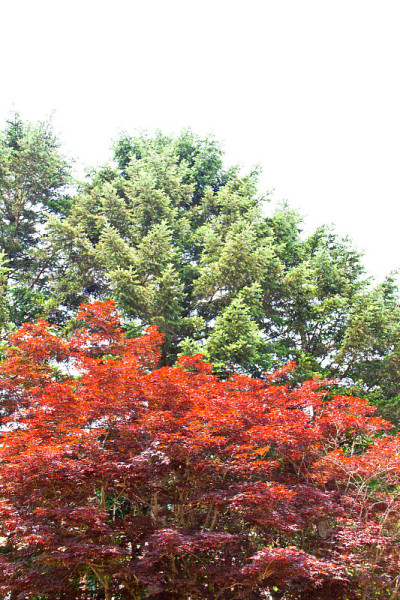 枫树
